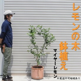 【ふるさと納税】鉢植え レモンの木 マイヤー 大きめサイズ 配送不可 北海道 沖縄 離島 苗木 れもん 檸檬 Lemon 大きいサイズ 観葉植物 ガーデニング 花 実 香り