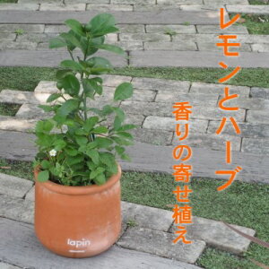 yӂ邳Ɣ[Łz񂹐A ƃn[u  Eh^ eRb^ 25cm zs kC   c CeA p  A 󕲎 sv N Ȃ Ă₷  ӏܗp