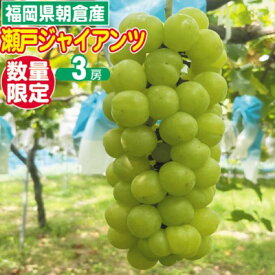 【ふるさと納税】2025年8月15日迄受付 瀬戸ジャイアンツ ぶどう 3房 約1.5kg 朝倉産 配送不可 離島 ブドウ 葡萄 オンライン決済限定 果物 フルーツ 栽培期間中 JAS認証肥料 減農薬 大粒 品種 甘い 酸味 少なめ 渋み 皮ごと 　お届け：2025年9月上旬～9月30日