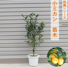 【ふるさと納税】柑橘苗 小みかん 苗木（実なし） 植物 庭 園芸 ガーデニング 小ぶり 酸味 少ない 爽やか 香り 直径5cm 紀州みかん