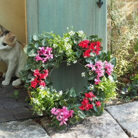 【ふるさと納税】ガーデンシクラメンのサークルハンキング（直径35cm） 植物 お花 お庭 ガーデニング 癒し グリーン インテリア ビックサイズ アイアンサークル アリッサム 鮮やか 　お届け：2025年10月23日～12月23日