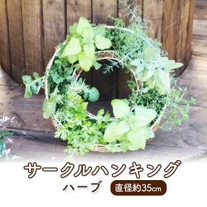 yӂ邳Ɣ[Łzn[u T[NnLO a35cm A CeA K[f