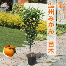 【ふるさと納税】苗木 柑橘苗 大きめサイズ 温州みかん 1本 配送不可 北海道 沖縄 離島 果物の苗木 みかんの苗木 植物 豊産性 よく実る 簡単 庭 ガーデニング