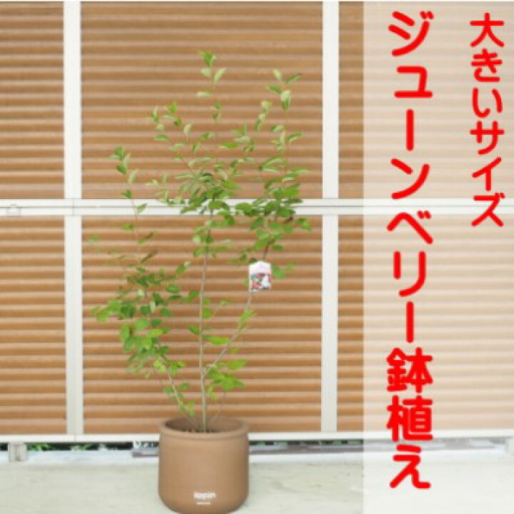 楽天市場】【ふるさと納税】ガーデニング 鉢植え ジューンベリー 