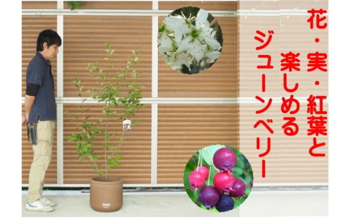 楽天市場】【ふるさと納税】ガーデニング 鉢植え ジューンベリー 