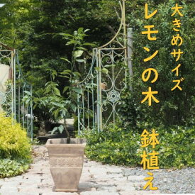 【ふるさと納税】植物 レモン 鉢植え 大きめ サイズ レモンの木 アンティーク テラコッタ 鉢 直径31cm 配送不可 北海道 沖縄 離島 インテリア グリーンアイテム グリーンインテリア 玄関 庭 ガーデン ガーデニング 果樹 柑橘