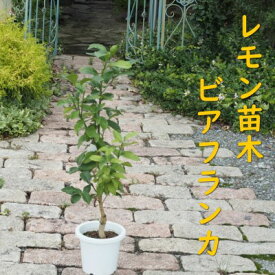 【ふるさと納税】植物 レモン 苗木 トゲ無し レモンの木 品種 ビアフランカ トゲ無し 3年生苗　【 インテリア グリーンアイテム グリーンインテリア 玄関 庭 ガーデン ガーデニング 果樹 柑橘 】