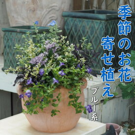 【ふるさと納税】植物 寄せ植え 季節のお花 ブルー系 つぼ丸型 25cm ガーデニング 花　【朝倉市】