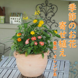 yӂ邳Ɣ[ŁzA 񂹐A G߂̂ F IWn ڊی^ 25cm K[fjO 