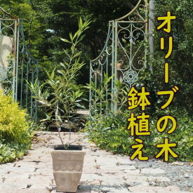 【ふるさと納税】植物 オリーブ 木 鉢植え アンティーク テラコッタ鉢 21cm ガーデニング