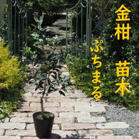 【ふるさと納税】きんかん 植物 苗木 品種 ぷちまる 2年生苗 金柑 キンカン 種無し 種なし ガーデニング　【朝倉市】