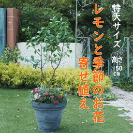 【ふるさと納税】植物 レモン 花 寄植え 特大サイズ レモンの木と季節のお花 寄せ植え ガーデニング 配送不可：北海道、沖縄、離島　【朝倉市】