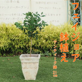 【ふるさと納税】植物 フェイジョアの鉢植え アンティークテラコッタ21cm インテリア ガーデニング