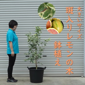 【ふるさと納税】植物 レモン 斑入り レモンの木 ピンクレモネード 鉢植え 黒プラ45cm ガーデニング 配送不可:北海道、沖縄、離島