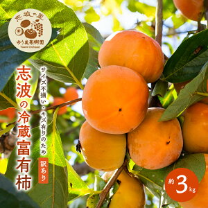 yӂ邳Ɣ[Łz󂠂 ug̗①xL` 3kg ` ① zsF@͂F2026N110`131܂