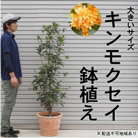 【ふるさと納税】鉢植え 金木犀 キンモクセイ オリーブ柄 テラコッタ鉢 40cm 配送不可 北海道 沖縄 離島　【 植物 ガーデニング 観葉植物 金木犀 花 苗木 インテリア いい香り 秋の樹木 大きいサイズ 】