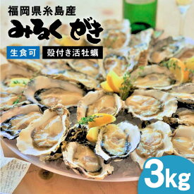 【ふるさと納税】みるくがき 3kg ◆生食可 から付き 活牡蠣 ≪糸島≫【豊久丸】ブランド/カキ/牡蛎[AEJ005] 15000円 1万5千円