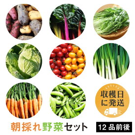 【ふるさと納税】【 福岡県 糸島産 】 朝採れ 野菜 セット （ 12品 前後 ） 《糸島》【オーガニックナガミツファーム】 [AGE023] 16000円 1万6千円
