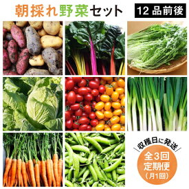 【ふるさと納税】【 全3回 定期便 】【 福岡県 糸島産 】 朝採れ 野菜 セット （ 12品 前後 ） 《糸島》【オーガニックナガミツファーム】 [AGE024] 48000円 4万8千円