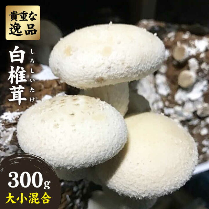 楽天市場 ふるさと納税 博多白椎茸きわみ 300g大小混合 糸島 極み Ajh004 福岡県糸島市