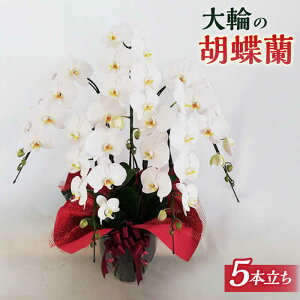 yӂ邳Ɣ[ŁzӒ  i5{jᎅy͂܉|z/j/JXj/ACj [AND002] 71000~ 71~