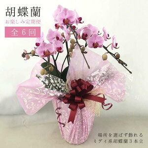 yӂ邳Ɣ[ŁzӒ yݒ [N6]  / ͂܉| [AND003] ƒp 蕨 j 147000~ 퉷 100000~ 10