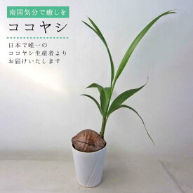 【ふるさと納税】観葉植物『ココヤシ』糸島【はざま園芸】インテリア/緑のある暮らし/飾り/グリーン [AND004] 22000円