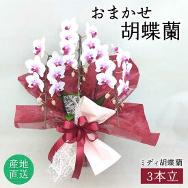 【ふるさと納税】おまかせ胡蝶蘭（ミディ胡蝶蘭3本立） 糸島市 / はざま園芸 [AND005]3万3千円33000円