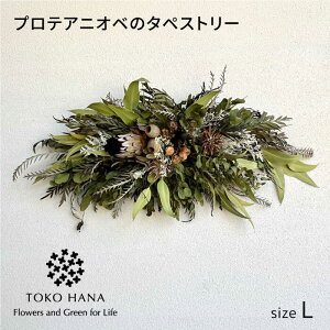 yӂ邳Ɣ[ŁzveAjIx̃^yXg[iLTCYj@s / tokohana hCt[ AW[AOC029] 40000~ 4~