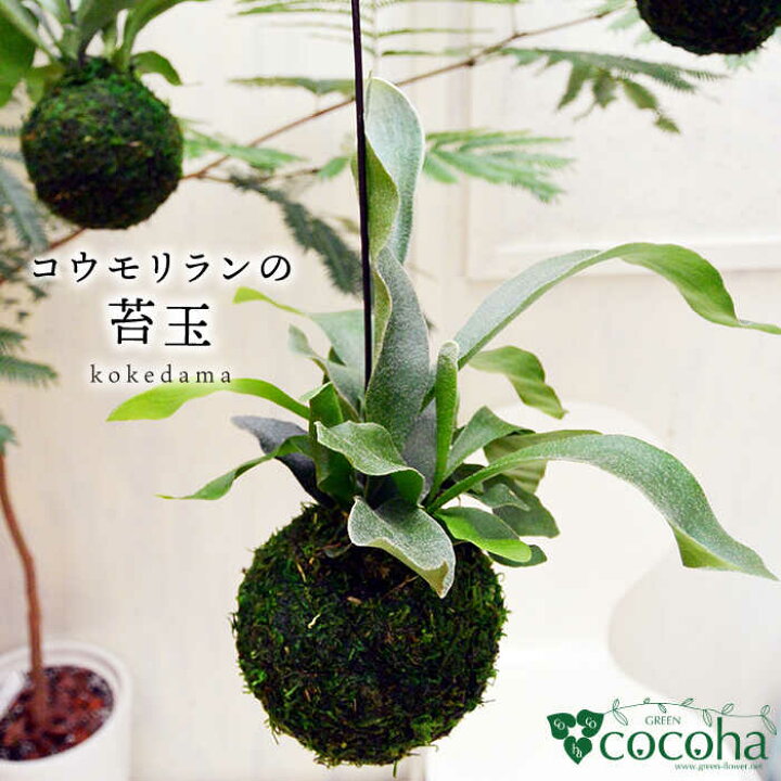 楽天市場 ふるさと納税 吊るしてオシャレ コウモリランの苔玉 糸島 Cocoha Awb004 福岡県糸島市 楽天市場 ふるさと納税 吊るしてオシャレ コウモリランの苔玉 糸島 Cocoha Awb004 福岡県糸島市