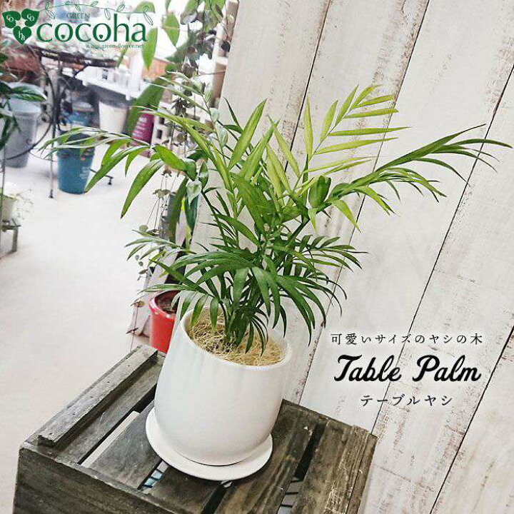 観葉植物 テーブルヤシ セール 観葉植物 テーブルヤシ セール