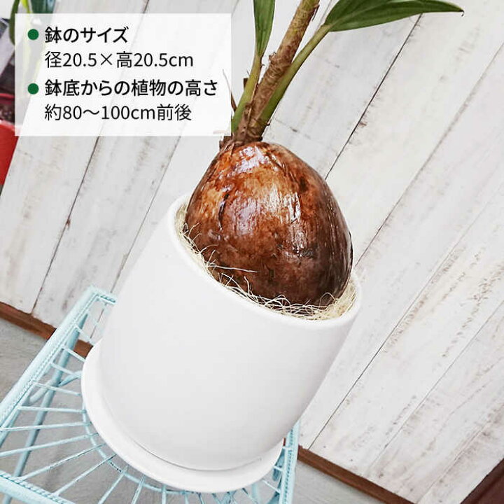楽天市場 ふるさと納税 ココナッツの実が可愛いヤシの木 ココヤシ 糸島 Cocoha Awb012 円 福岡県糸島市