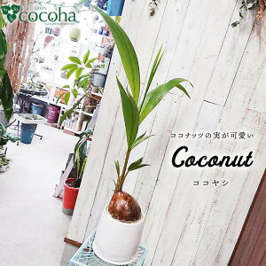 yӂ邳Ɣ[ŁzRRibc̎V̖؁wRRVx  / cocoha [AWB012] 33000~