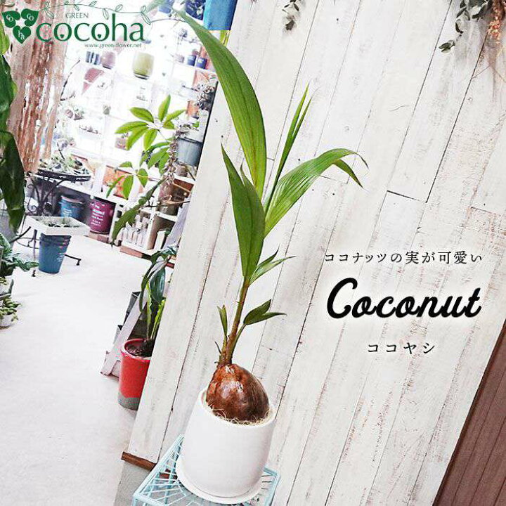 楽天市場 ふるさと納税 ココナッツの実が可愛いヤシの木 ココヤシ 糸島 Cocoha 観葉植物 グリーン 癒し 緑のある生活 暮らし Awb012 福岡県糸島市