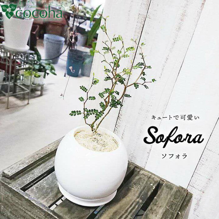楽天市場 ふるさと納税 ミニミニ葉っぱとジグザグ幹が可愛い ソフォラ 糸島 Cocoha Awb014 100円 福岡県糸島市