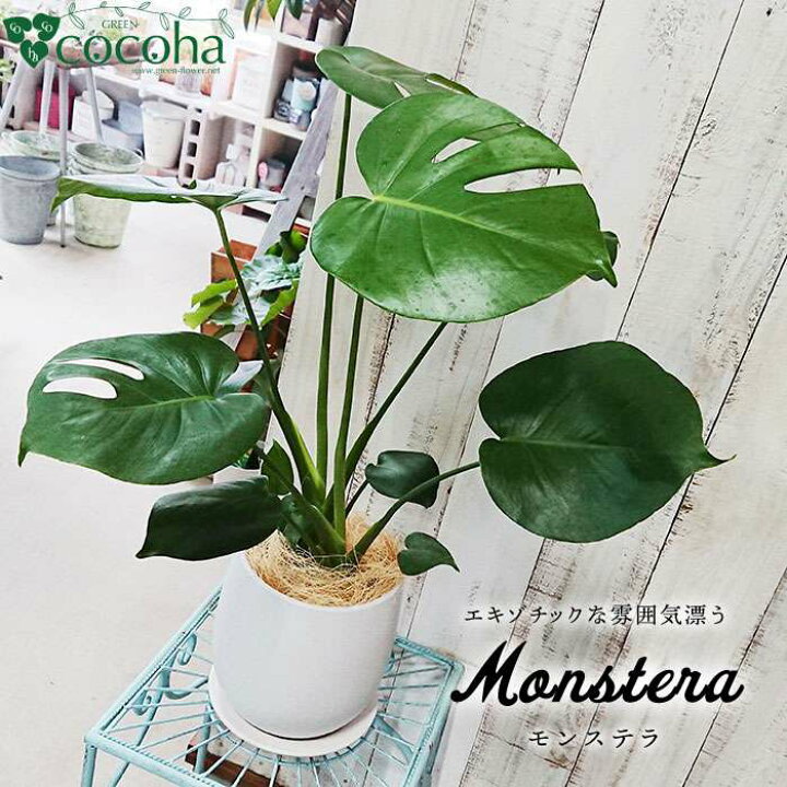 楽天市場 ふるさと納税 葉に切れ込みが入ったおしゃれな植物 モンステラ 糸島 Cocoha Awb018 福岡県糸島市