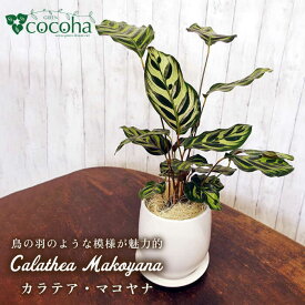 【ふるさと納税】葉模様が独特で美しい『カラテア・マコヤナ』 糸島市 / cocoha [AWB023] 観葉植物 グリーン 17000円