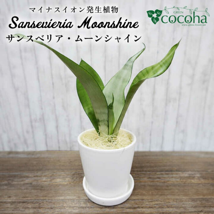 楽天市場】【ふるさと納税】マイナスイオン発生植物『サンスベリア 