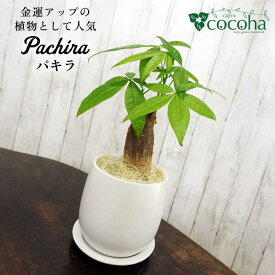 【ふるさと納税】発財樹『パキラ』money tree 糸島市 / cocoha 観葉植物 グリーン インテリア [AWB026] 15000円 1万5千円 常温 植物