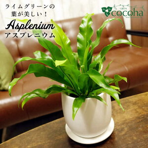 yӂ邳Ɣ[ŁzCO[̗tIwAXvjExs / cocoha [AWB027] 15000~ 15~