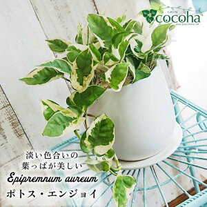 yӂ邳Ɣ[ŁzƂ|gX̐i^w|gXEGWCxs / cocoha [AWB028] 14000~ 14~