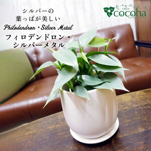 yӂ邳Ɣ[ŁzVo[[twtBfhEVo[^x s / cocoha [AWB029] 19000~