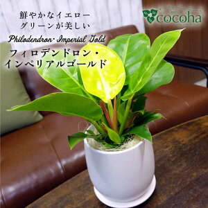 yӂ邳Ɣ[ŁzN₩ȃCG[O[wtBfhECyAS[hx s / cocoha ϗtA[AWB031] 23000~