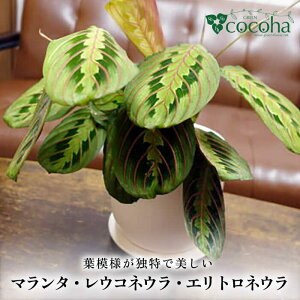 yӂ邳Ɣ[Łzt͗lƓŔ w}^EERlEEGglE({X^X)x s / cocoha ϗtA CeA [AWB035] 18000~