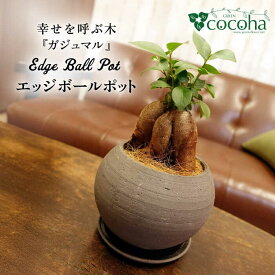 【ふるさと納税】幸せを呼ぶ木『ガジュマル』　エッジボールポット 糸島市 / cocoha / 観葉植物 グリーン 緑 インテリア[AWB038] 15000円 1万5千円
