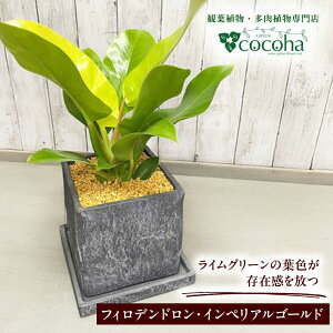 yӂ邳Ɣ[ŁzN₩ȃCG[O[ wtBfhECyAS[hx O[XNGA|bgt s / cocoha ϗtA O[  CeA[AWB044] 21000~ 2