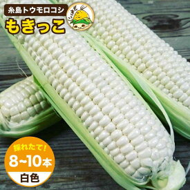 【ふるさと納税】【先行予約：2024年7月以降順次発送】糸島トウモロコシ『もきっこ』 白（8～10本）《糸島市》【内田農業】とうもろこし/野菜/やさい/コーン/スイートコーン [AZH002] 12000円