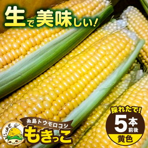 yӂ邳Ɣ[Łzys\zY gERV uv  (5{O) y2026N6{ȍ~zs / c_ [AZH004] Ƃ낱 R[ 8000~