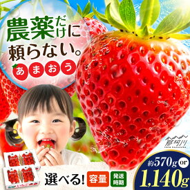 【ふるさと納税】【選べる容量&お届け時期】『自然環境農法』で育てた福岡県産 あまおう 2パック or 4パック （1p約285g）＜おおきべりー株式会社＞ 那珂川市 | いちご フルーツ イチゴ 期間限定 くだもの 果物 あまおう 九州産 苺 国産 [GZE001] 10000 10000円 1万円 以上