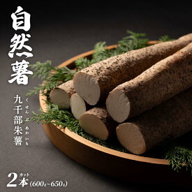 【ふるさと納税】【先行予約】自然薯「九千部朱薯」600g～650g（2本）